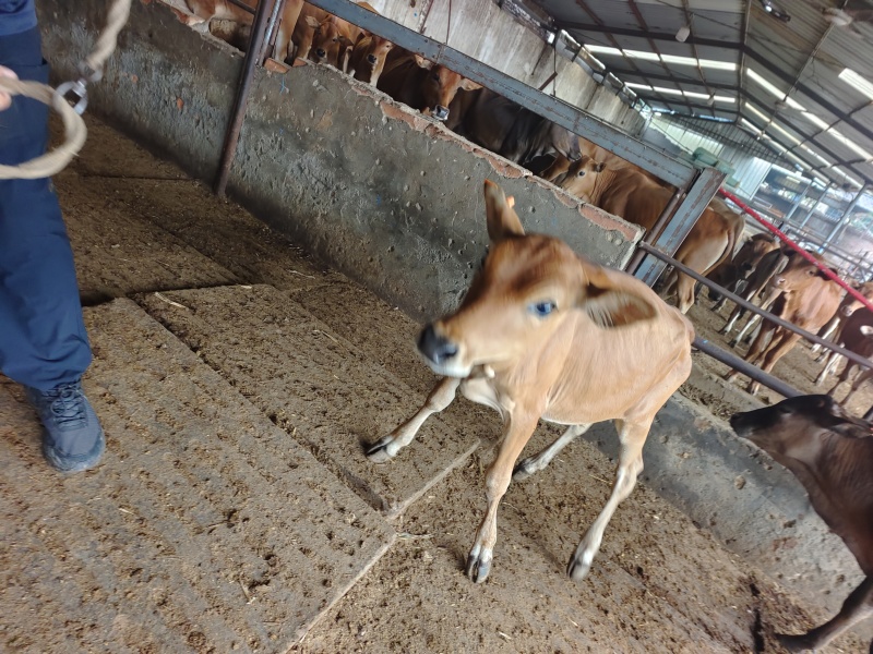 广西桂林12头肉牛犊