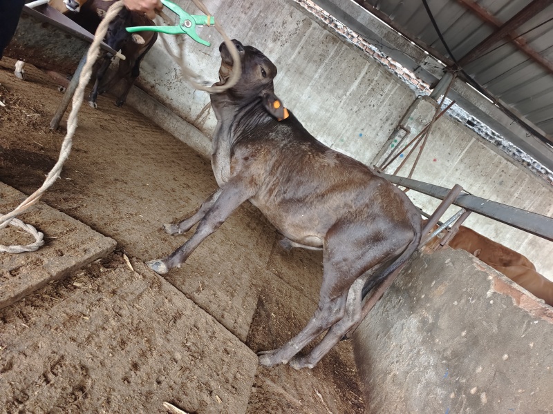 广西桂林12头肉牛犊