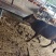 广西桂林12头肉牛犊