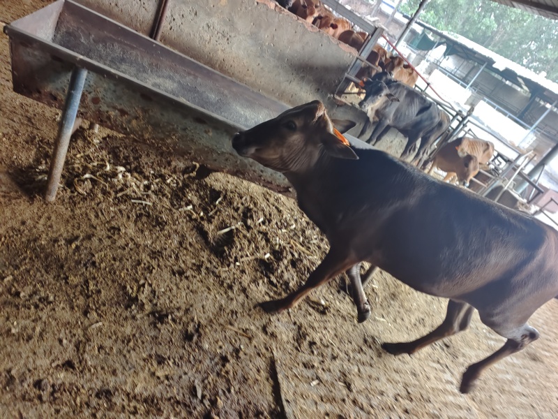 广西桂林12头肉牛犊