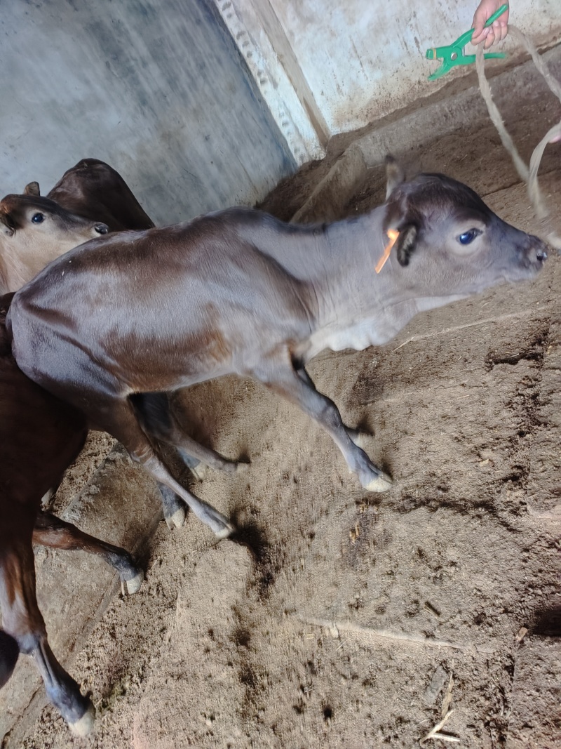 广西桂林12头肉牛犊