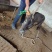 广西桂林12头肉牛犊
