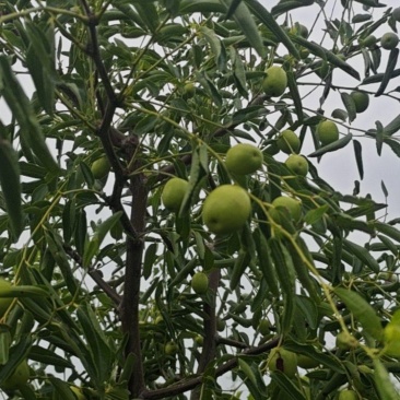 沾化冬枣