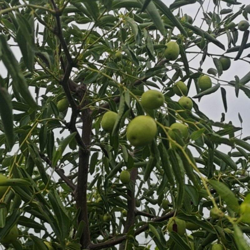 沾化冬枣