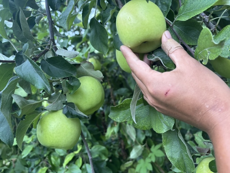 德州乐陵王木腿基地，十万斤华硕苹果开园，需要直接导航王木腿