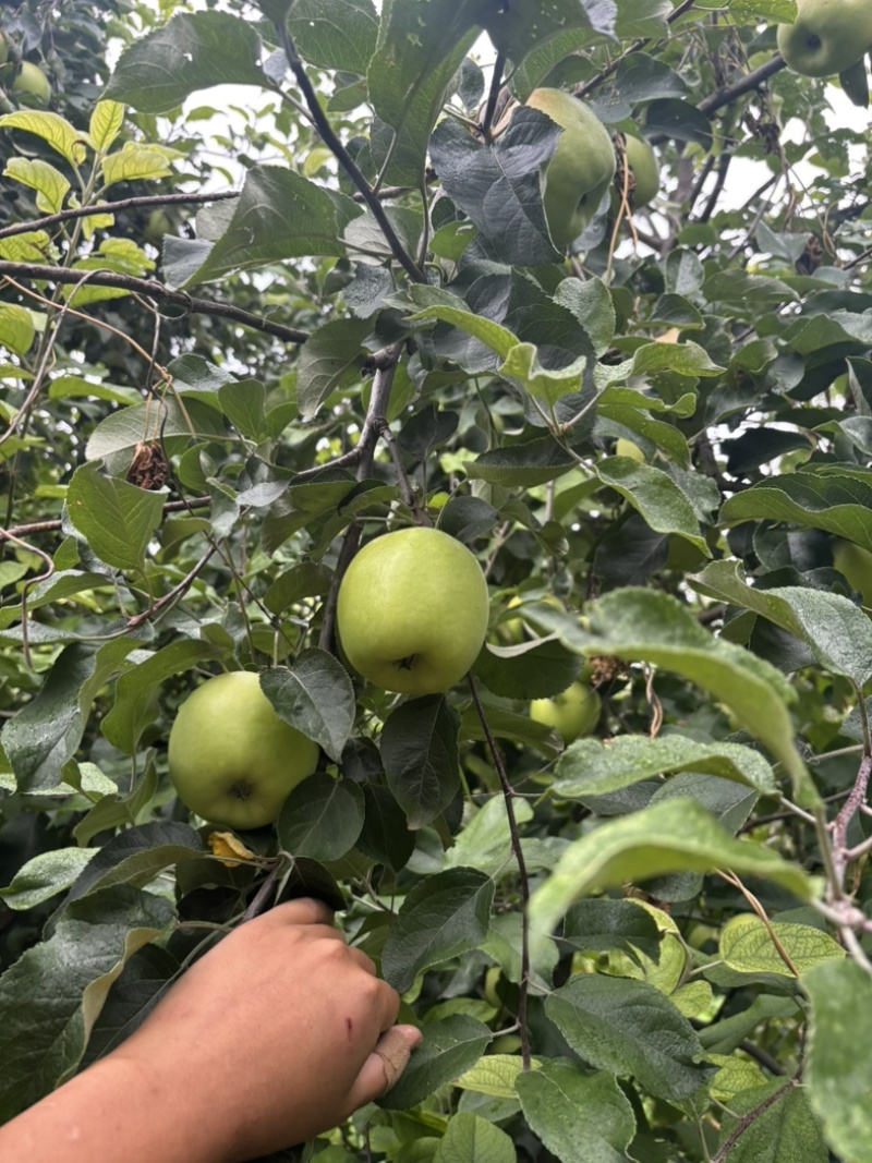德州乐陵王木腿基地，十万斤华硕苹果开园，需要直接导航王木腿