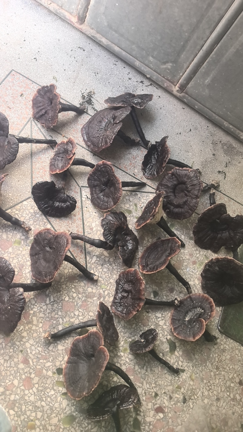 中药材滋补干农产品野生小金边灵芝菌实惠传统晒干原生态炖汤