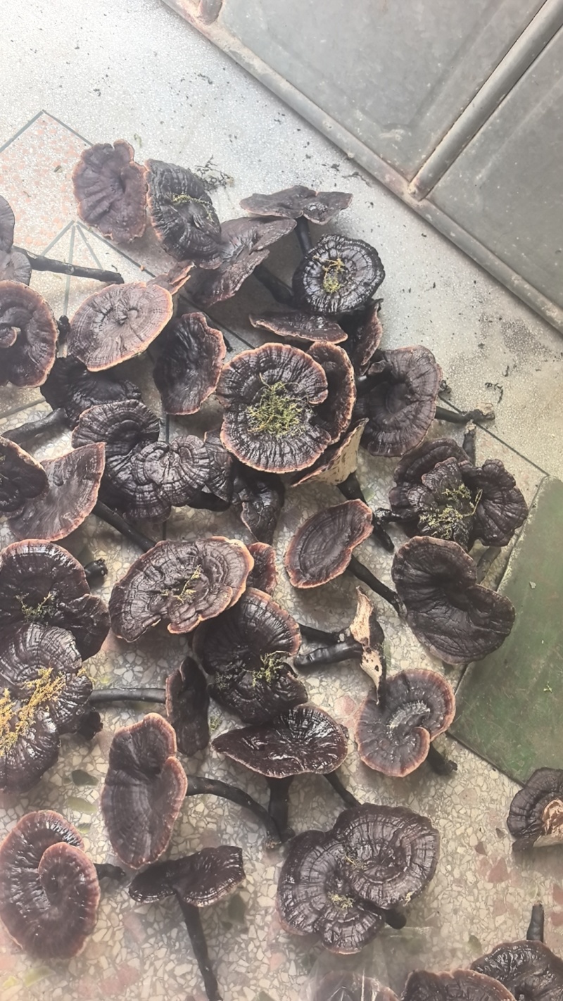 中药材滋补干农产品野生小金边灵芝菌实惠传统晒干原生态炖汤