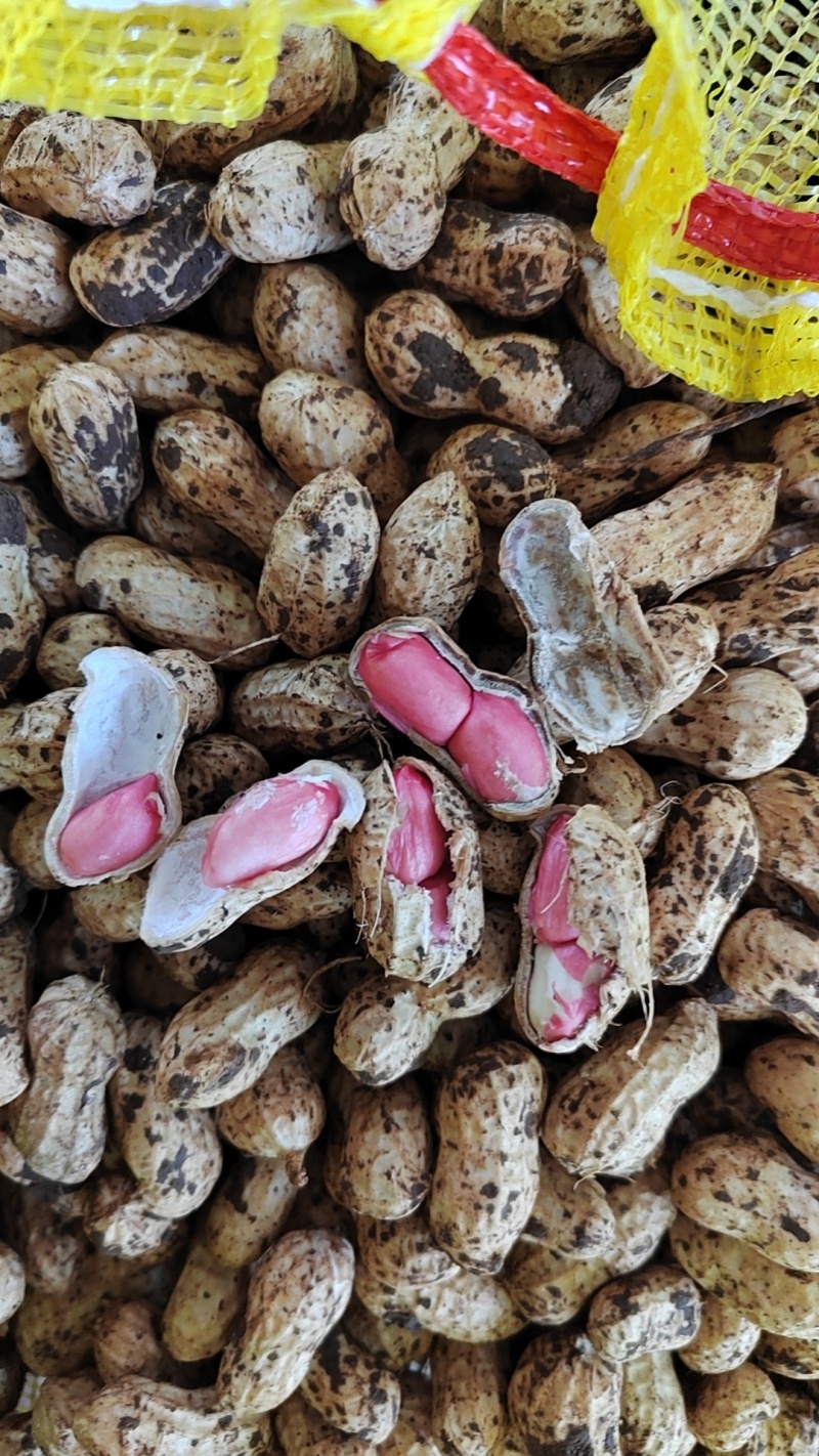 新鲜花生原产地直销白沙系大量有货量大从优