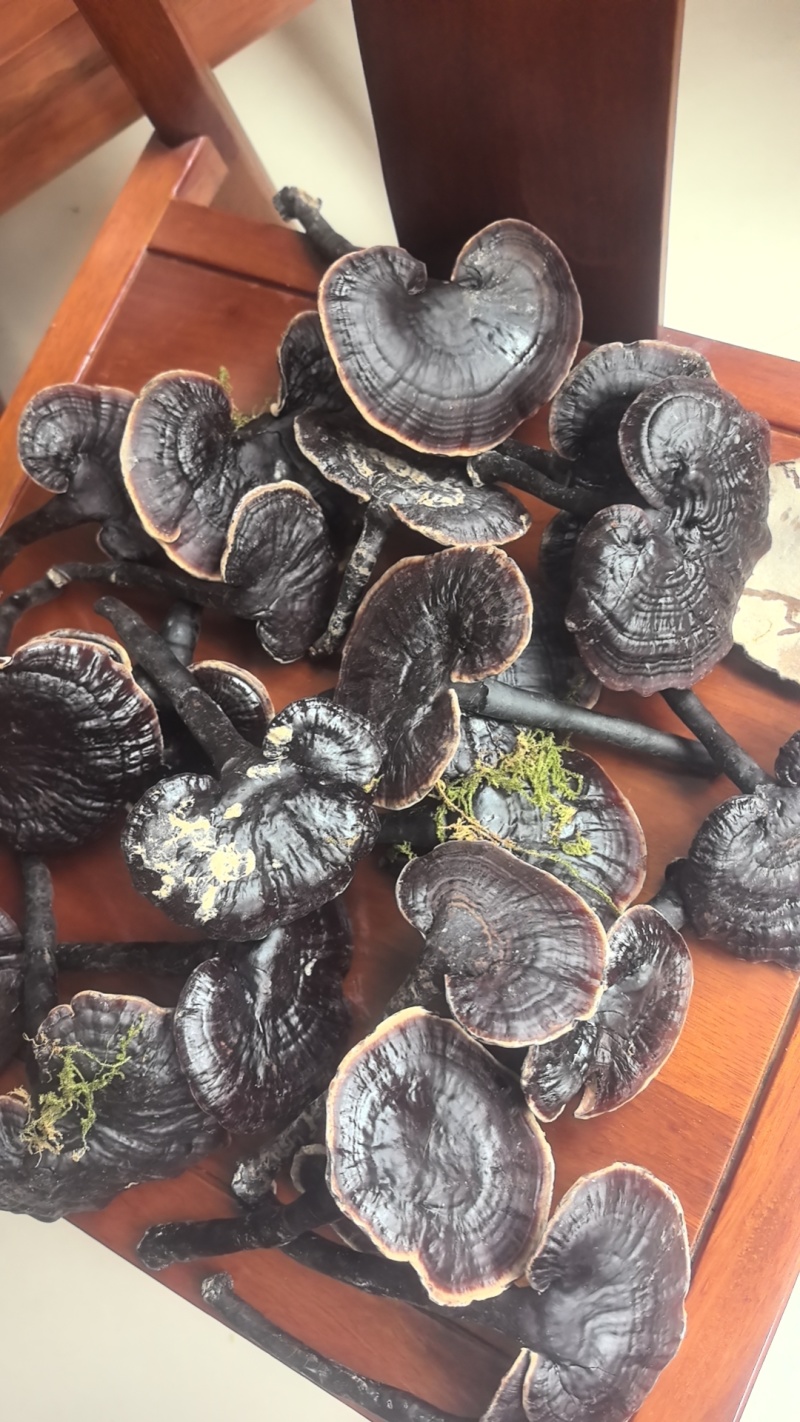 中药材滋补干农产品野生小金边灵芝菌实惠传统晒干原生态炖汤