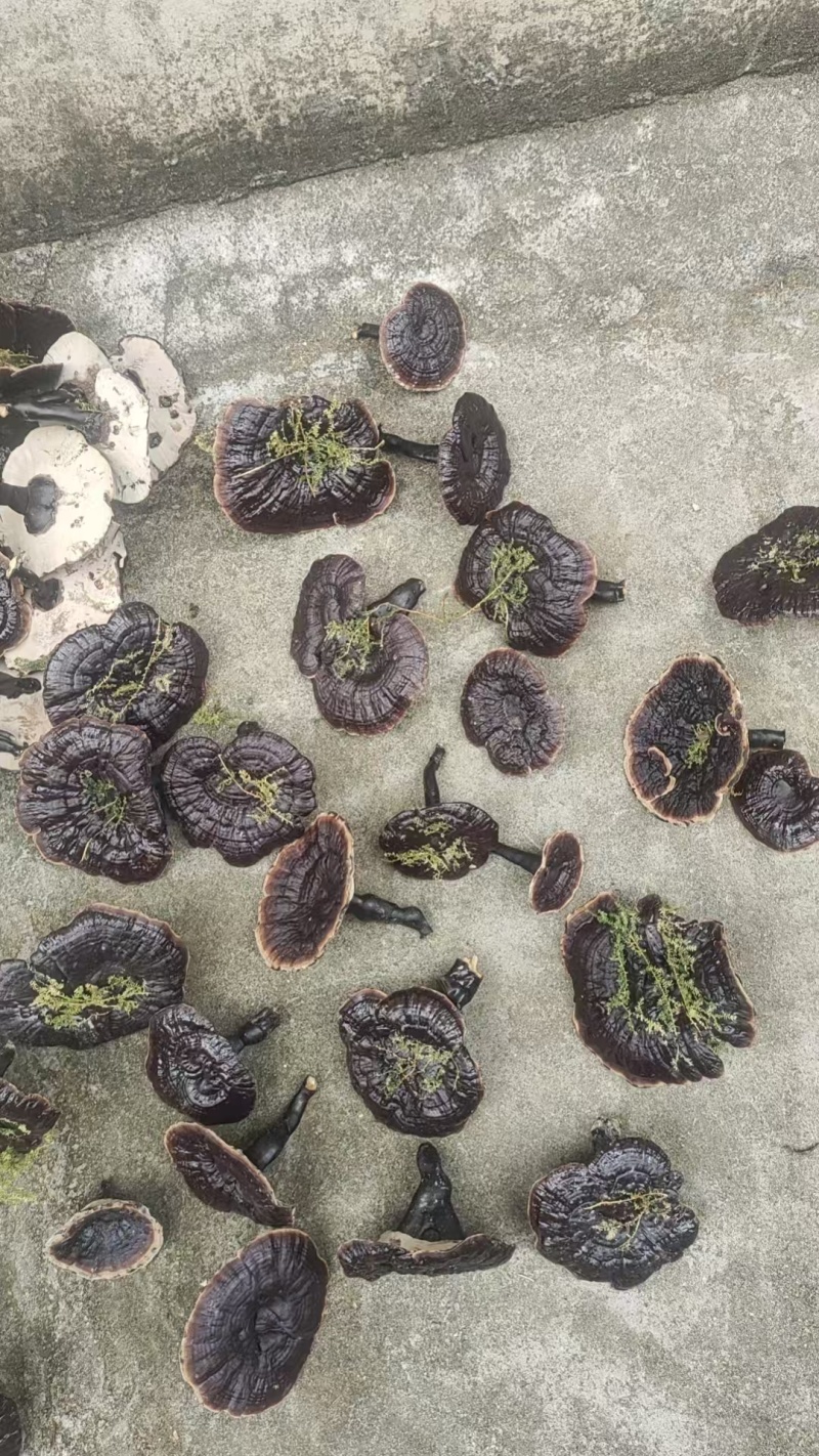 中药材滋补干农产品野生小金边灵芝菌实惠传统晒干原生态炖汤