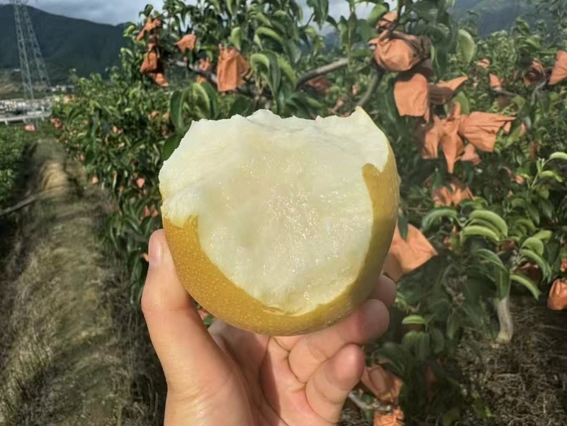 丰水梨黄梨园黄梨四川产地供应批发水分充足口感清甜化渣