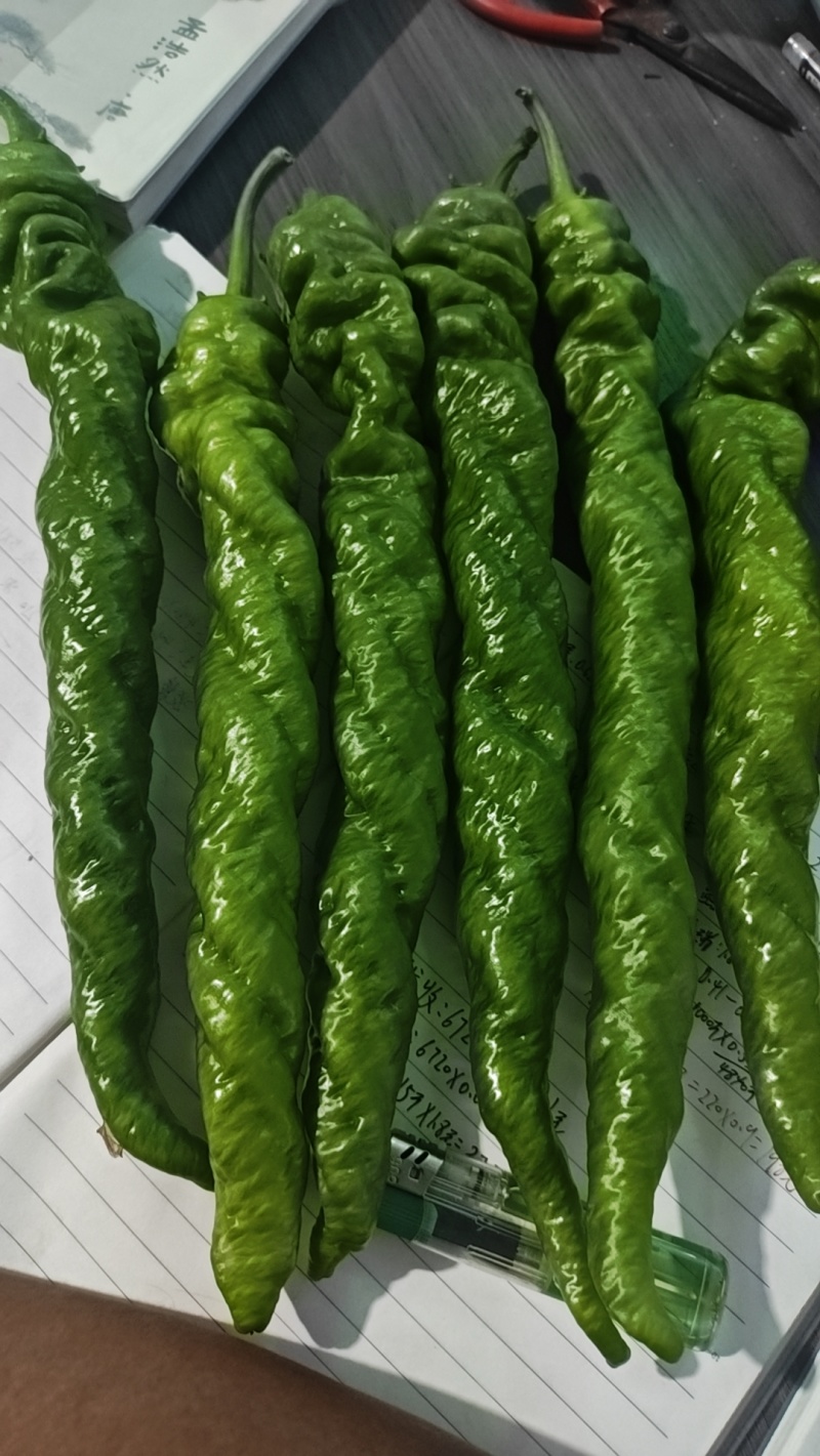 鲜辣椒