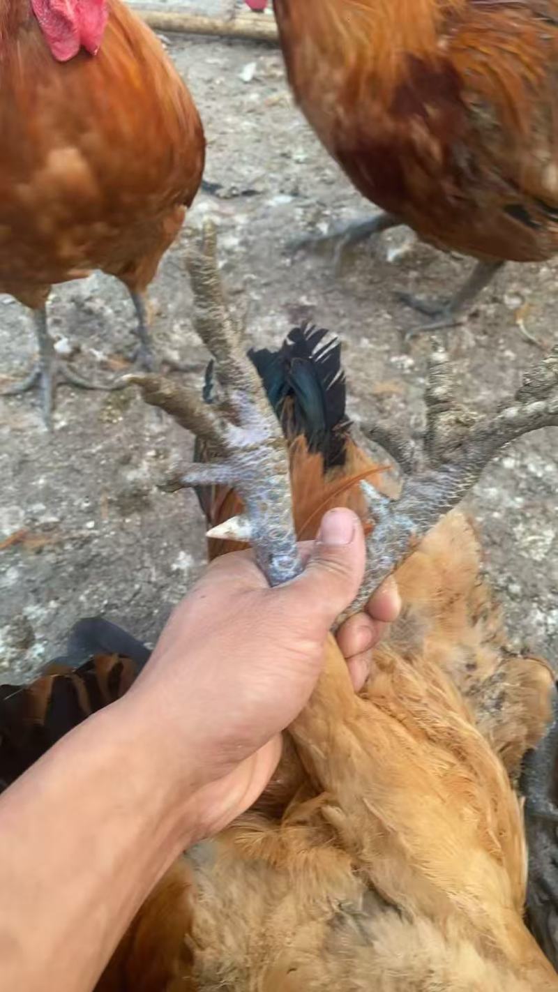 改良三色腿