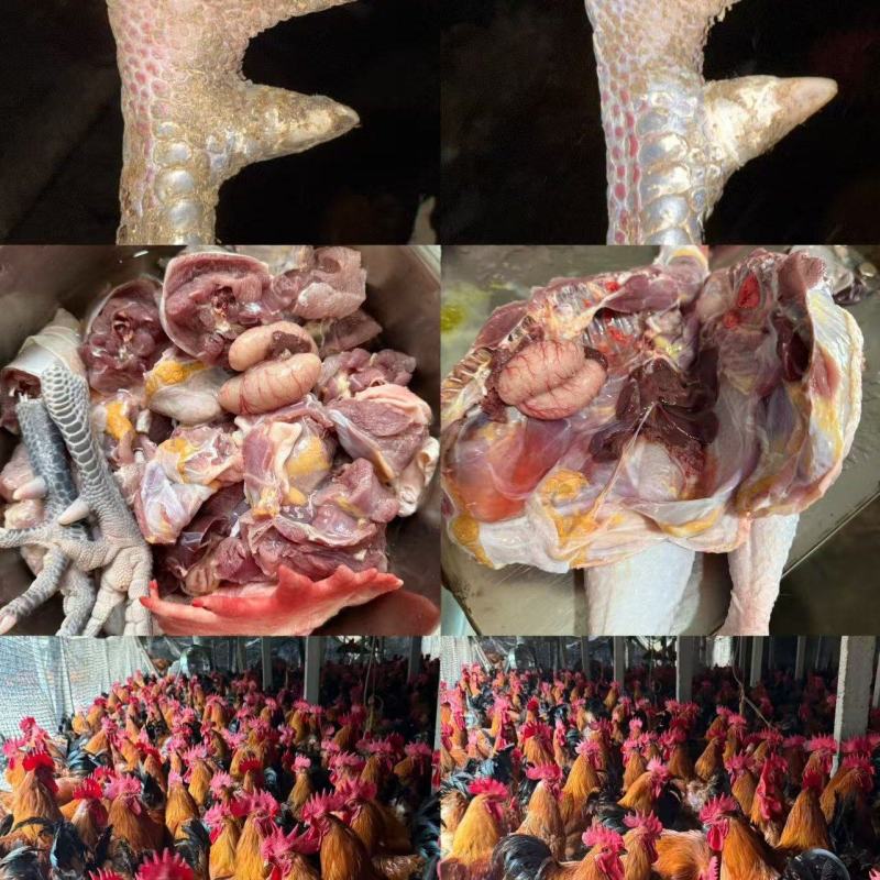 改良三色腿