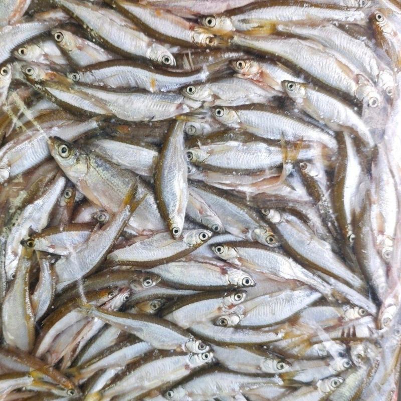 开肚白条鱼翘嘴鱼餐条鱼4-9，9-12，12-16厘米