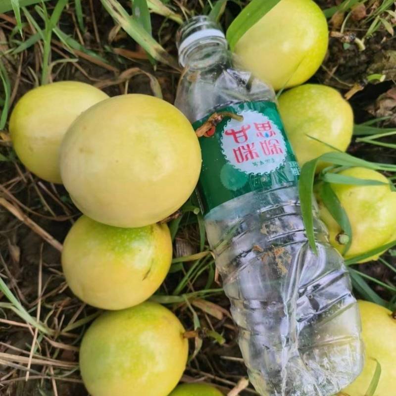 钦密9号百香果，产地直发，品质好，价格有优势
