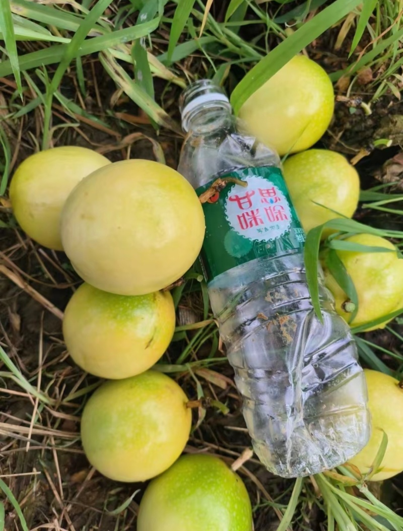 钦密9号百香果，产地直发，品质好，价格有优势