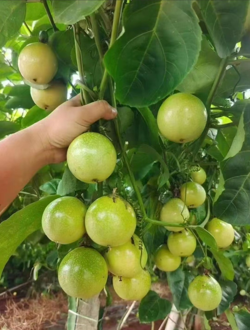钦密9号百香果，产地直发，品质好，价格有优势