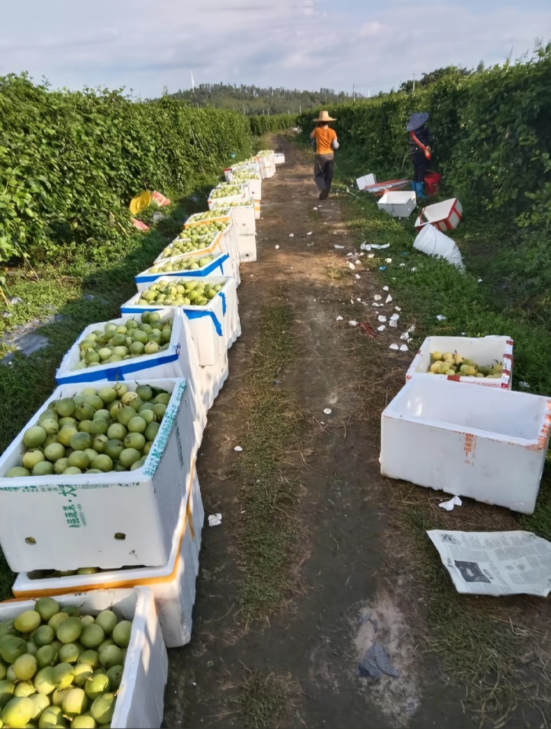钦密9号百香果，产地直发，品质好，价格有优势