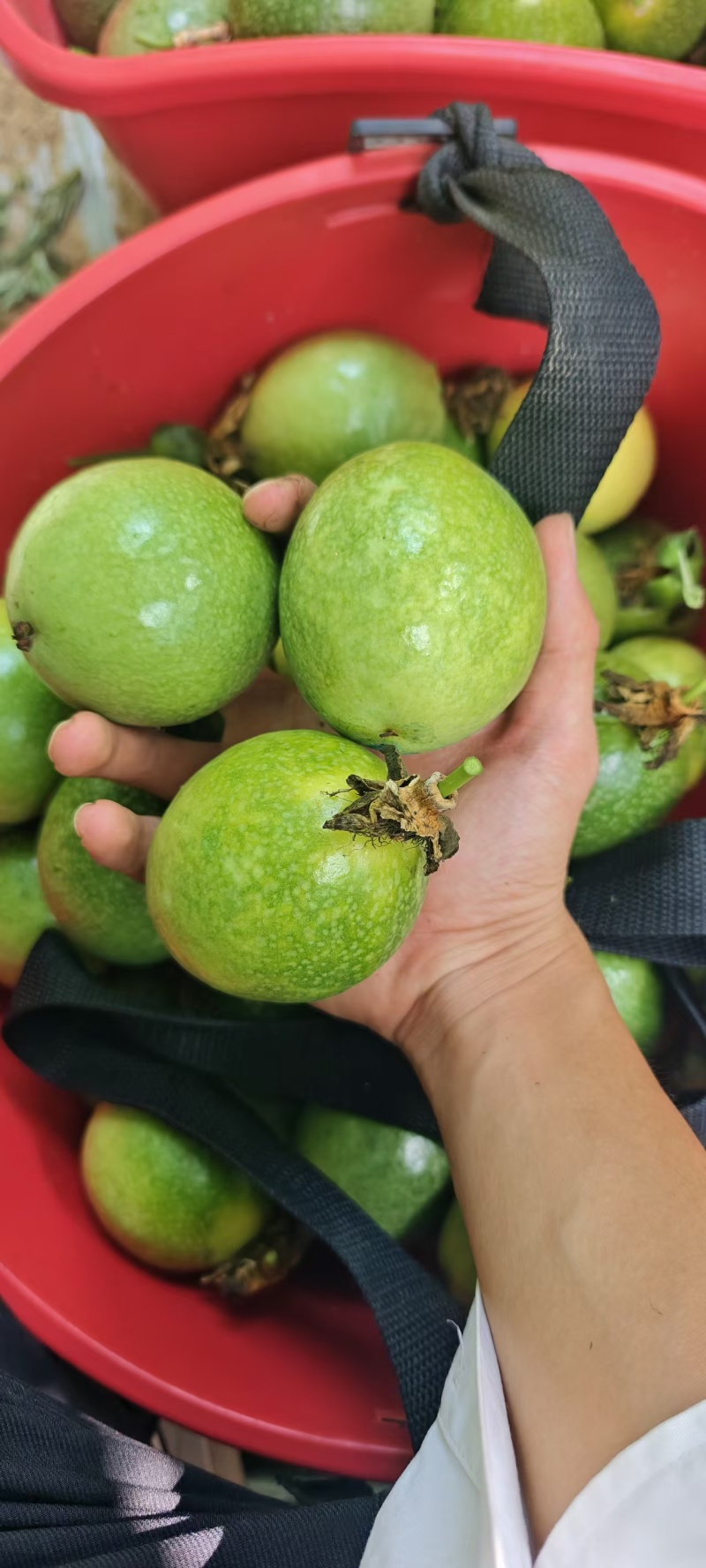钦密9号百香果，产地直发，品质好，价格有优势