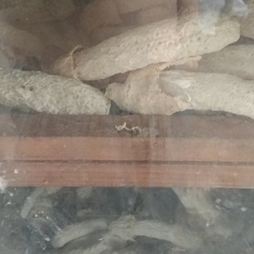 竹荪