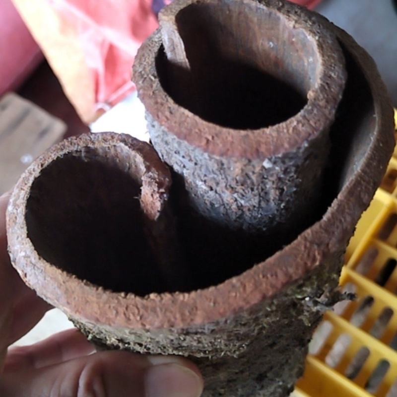 桂皮