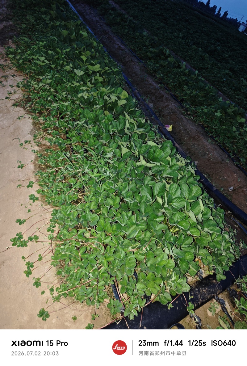 大叶宁玉草莓苗