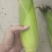 糯玉米
