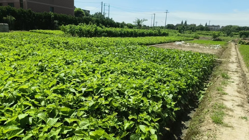 供应桐乡湖桑苗，育711，强桑1号，强桑5号，农桑14，