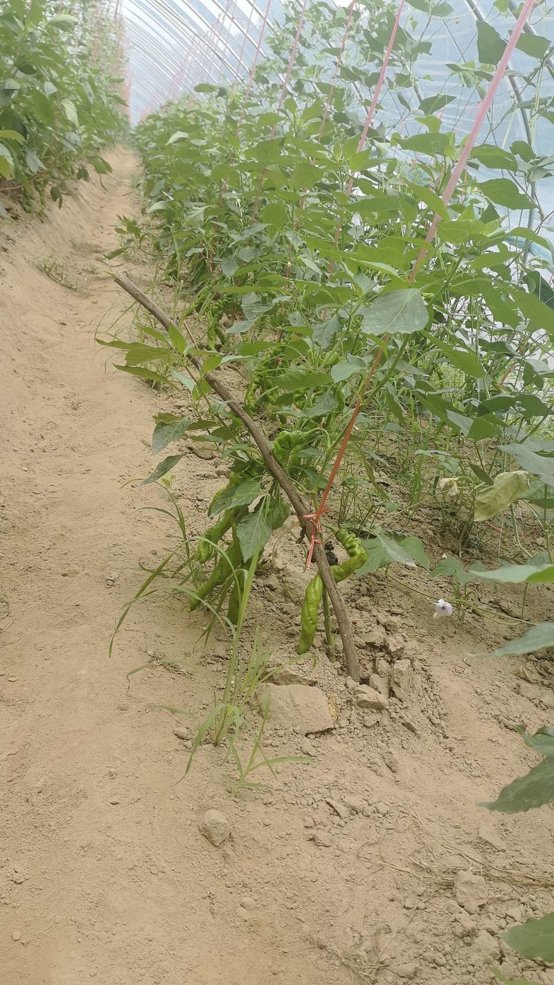 富硒螺丝椒致炫316大量有货，薄皮脆爽微辣，需要请联系
