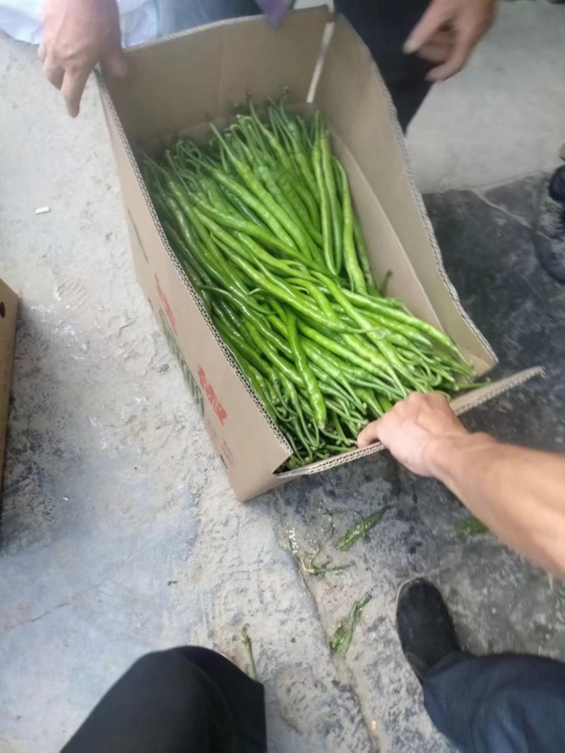 高山8号线椒大量有货质量有保证。价格美丽有需要的老板联系