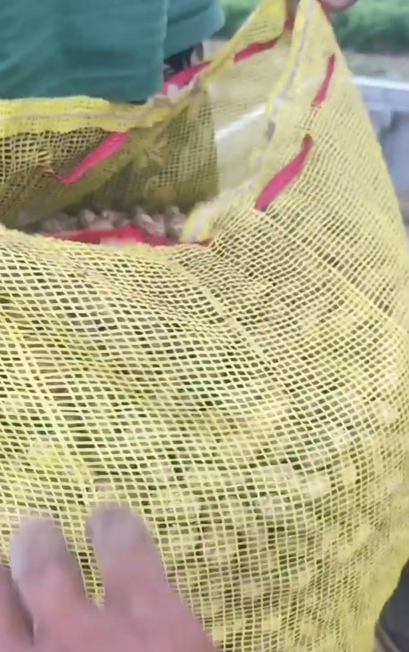 水果花生沙地甜花生鲜货货源充足产地直供量大从优