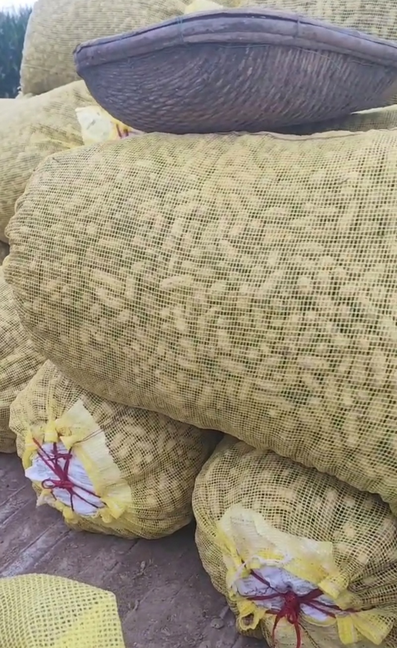 水果花生沙地甜花生鲜货货源充足产地直供量大从优