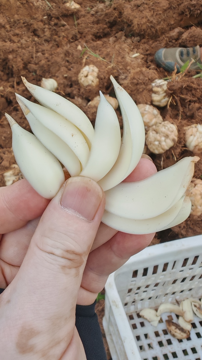 大量出售百合种球
