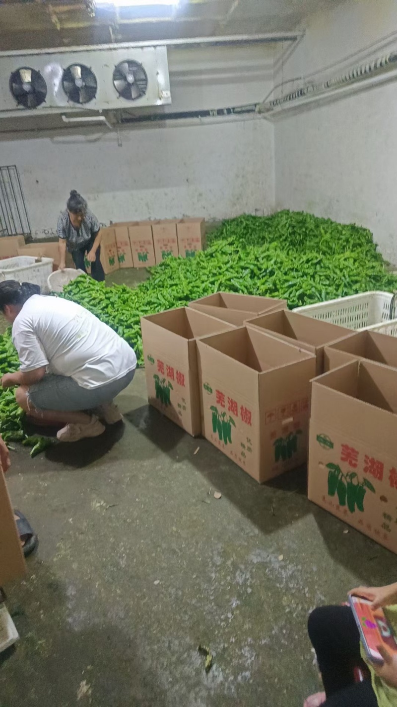 高山芜湖辣，大量供应万亩基地有需要的客商与我联系诚信
