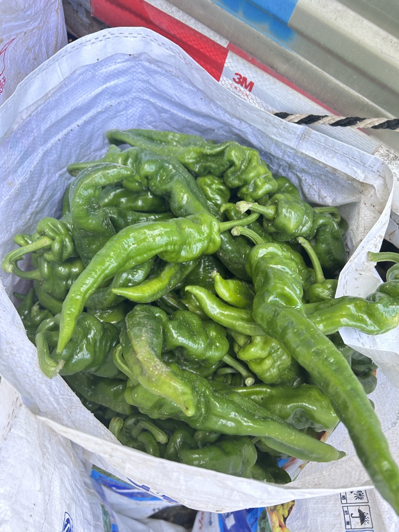 高山芜湖辣，大量供应万亩基地有需要的客商与我联系诚信