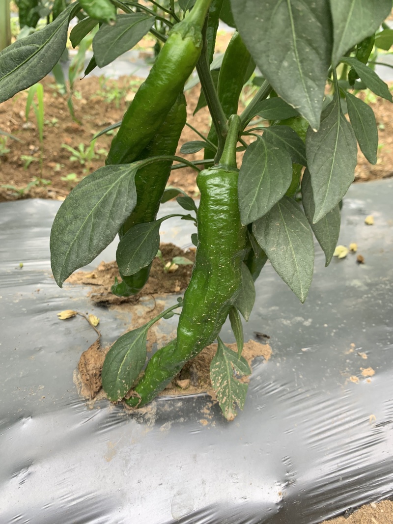 高山芜湖辣，大量供应万亩基地有需要的客商与我联系诚信