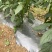 高山芜湖辣，大量供应万亩基地有需要的客商与我联系诚信