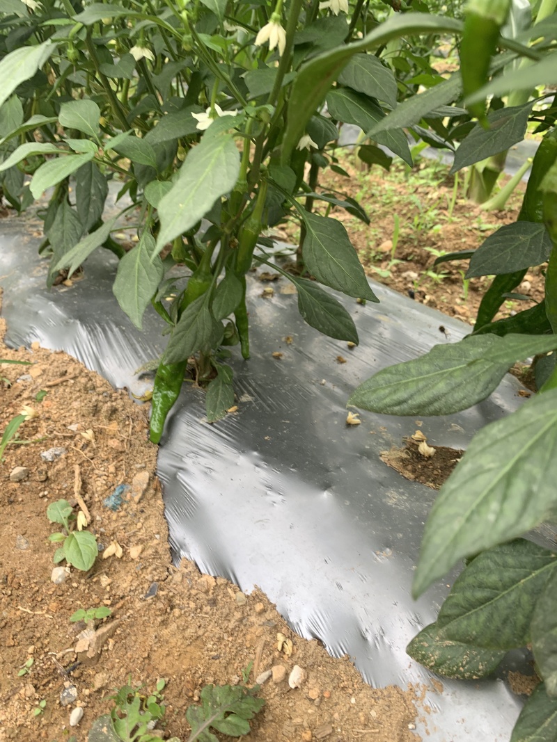 高山芜湖辣，大量供应万亩基地有需要的客商与我联系诚信