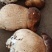 大腿磨，牛肝菌