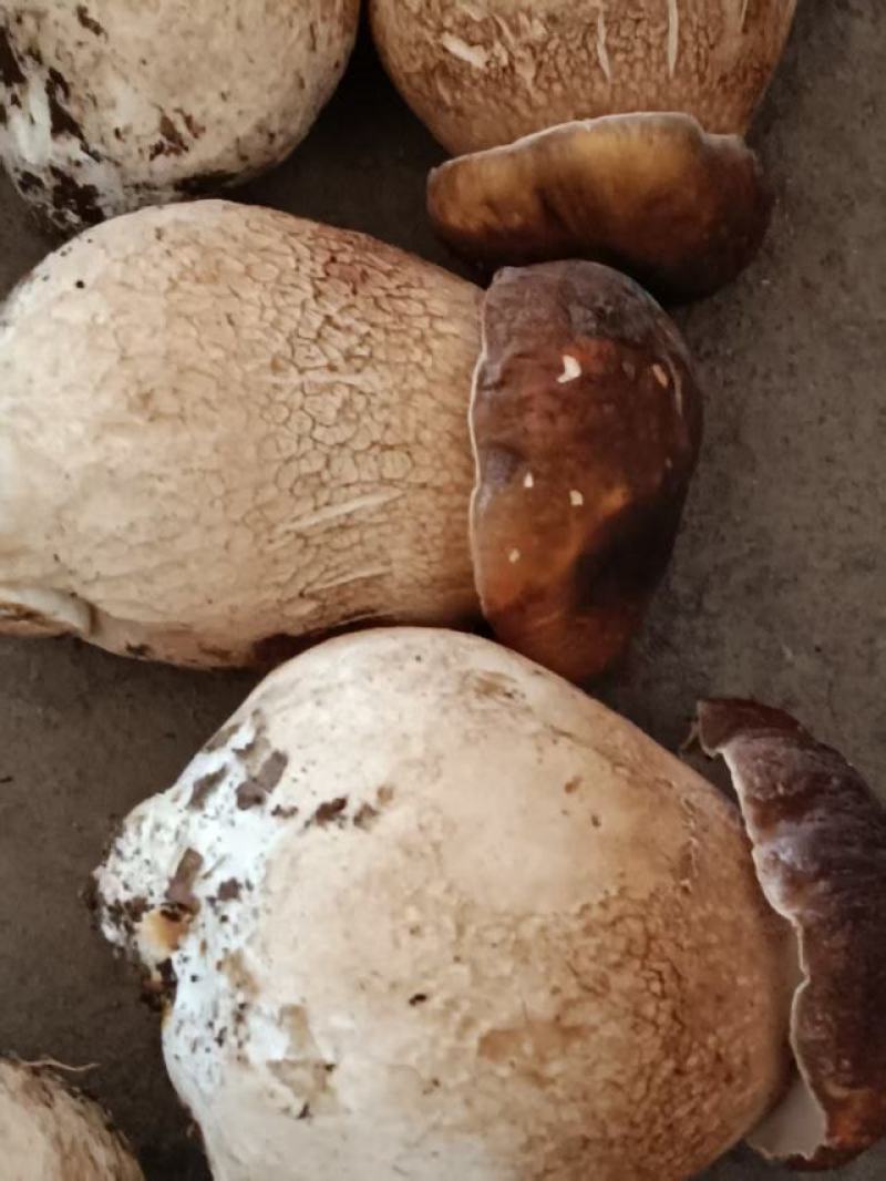 大腿磨，牛肝菌