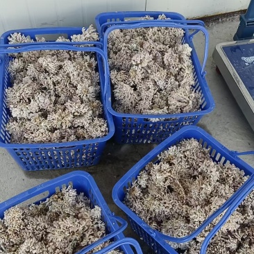 龙爪菇