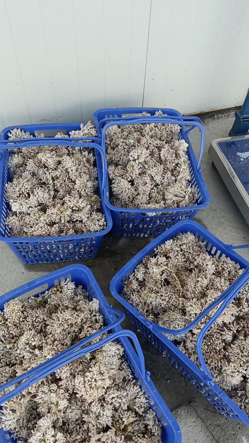 龙爪菇