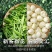 【特级古茶人茉莉飘雪】正宗茉莉花茶2026新货