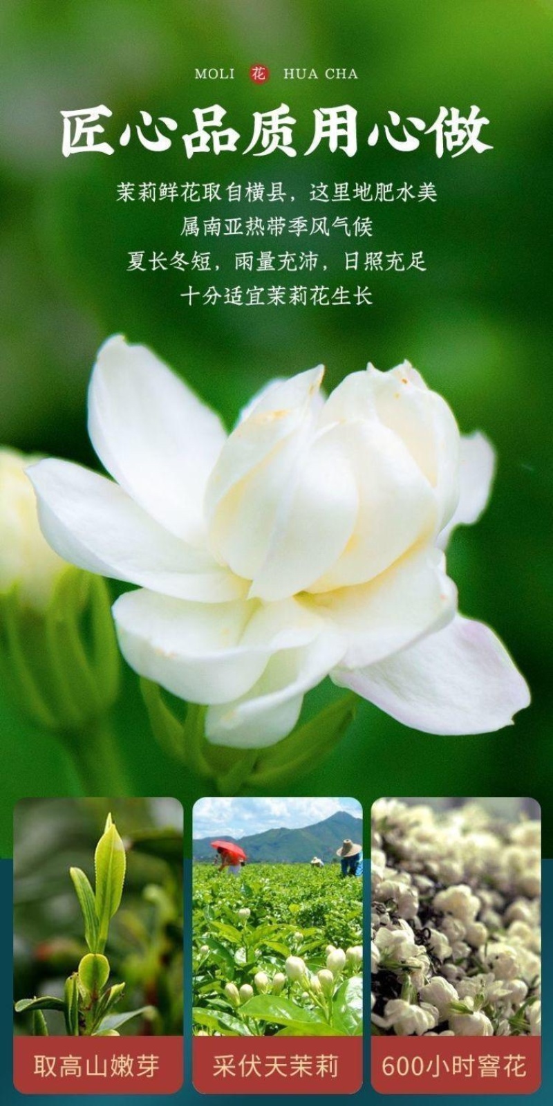 【特级古茶人茉莉飘雪】正宗茉莉花茶2026新货