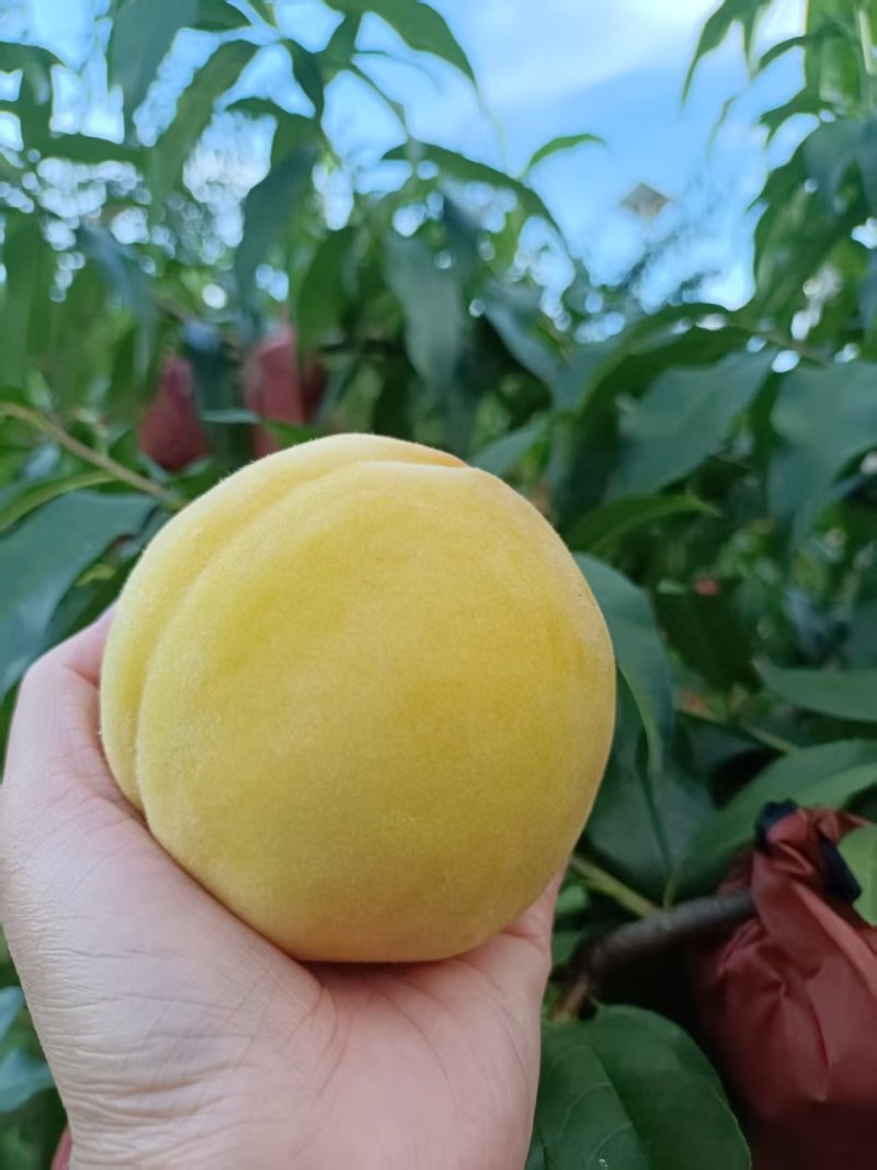 炎陵黄桃