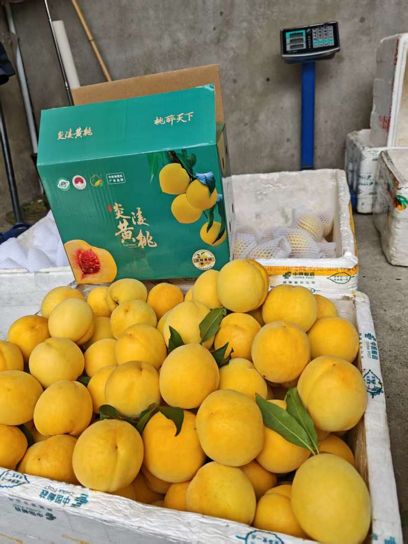 炎陵黄桃