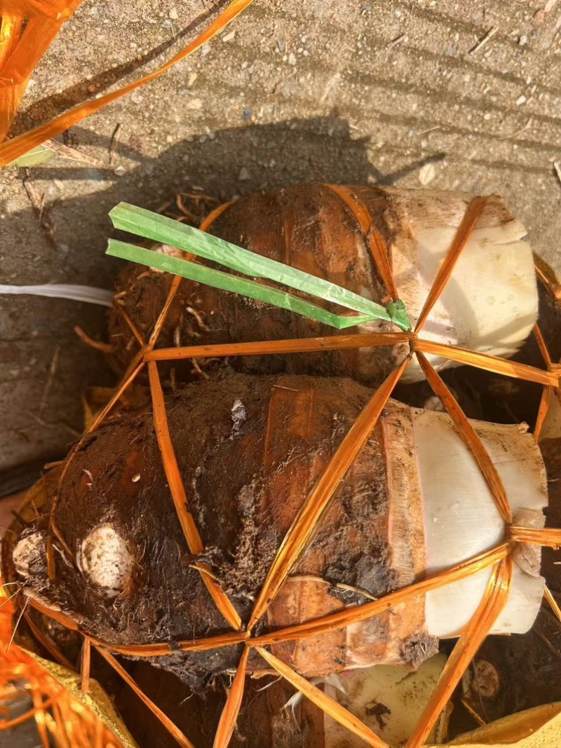 广西荔浦香芋产地直发