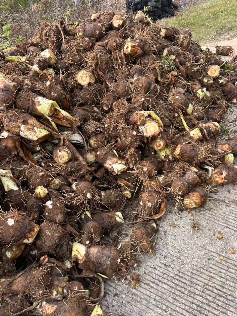 广西荔浦香芋产地直发